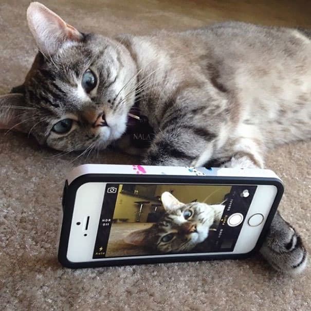 Instagrams-most-famous-cat-Nala6__605.jpg